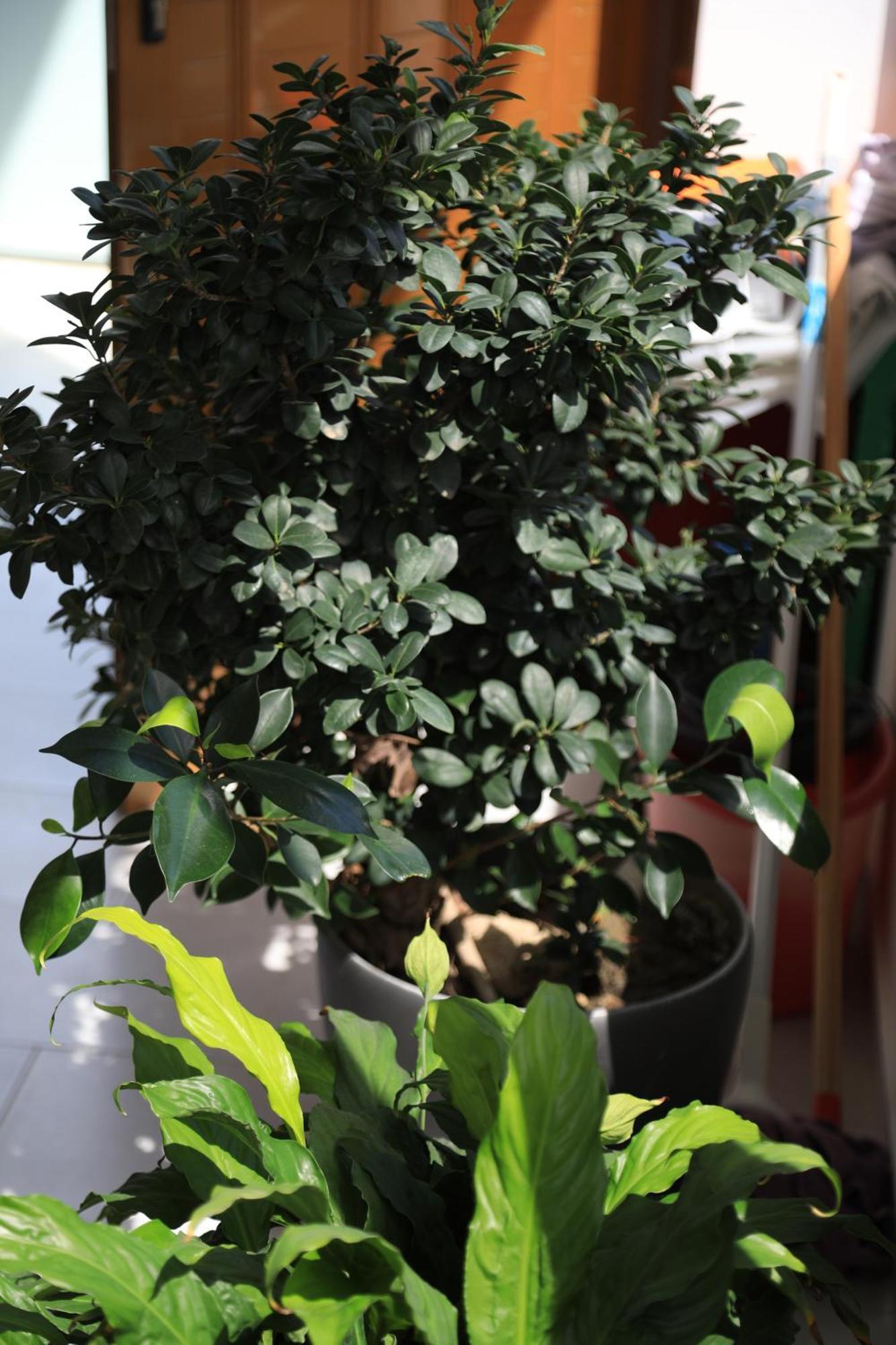 Gardenia *